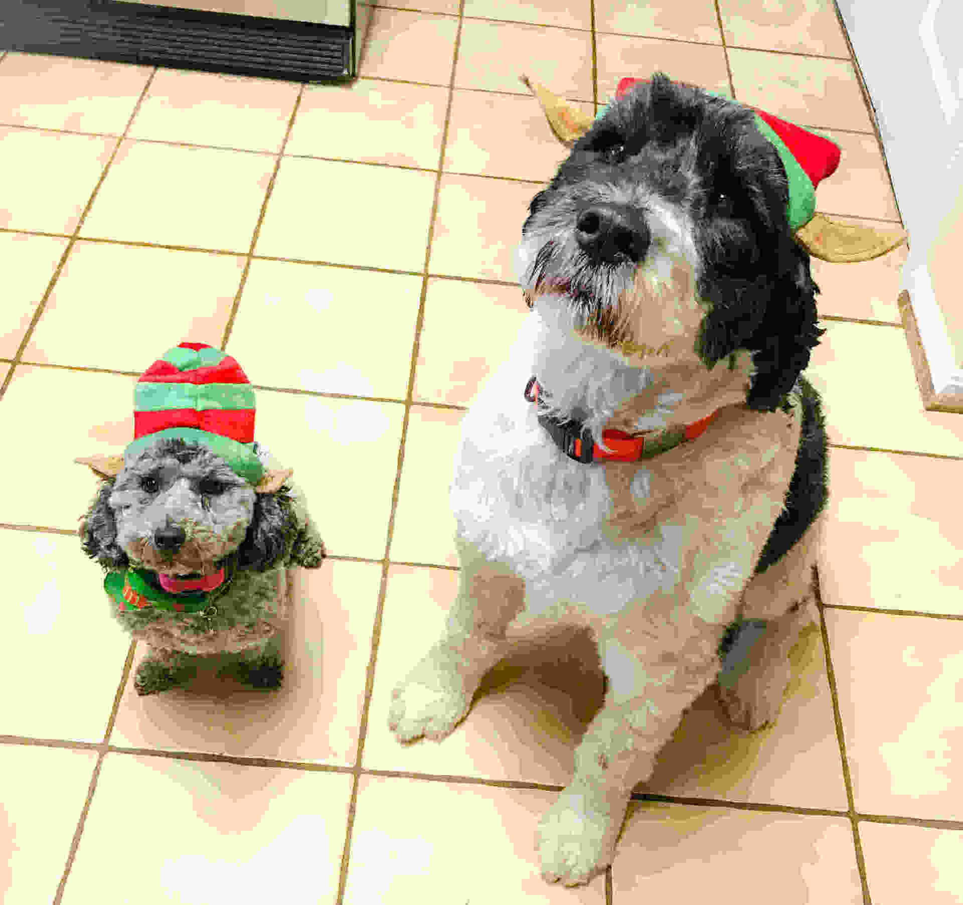 Puppy Elves